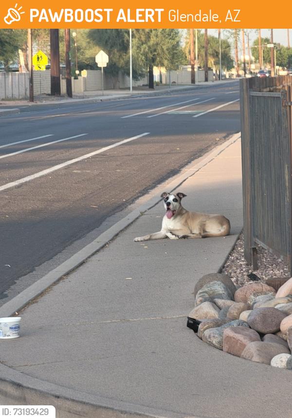 Found/Stray Male Dog last seen 62nd Ave and Missouri, Glendale, AZ 85301