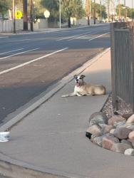 Found/Stray Male Dog last seen 62nd Ave and Missouri, Glendale, AZ 85301
