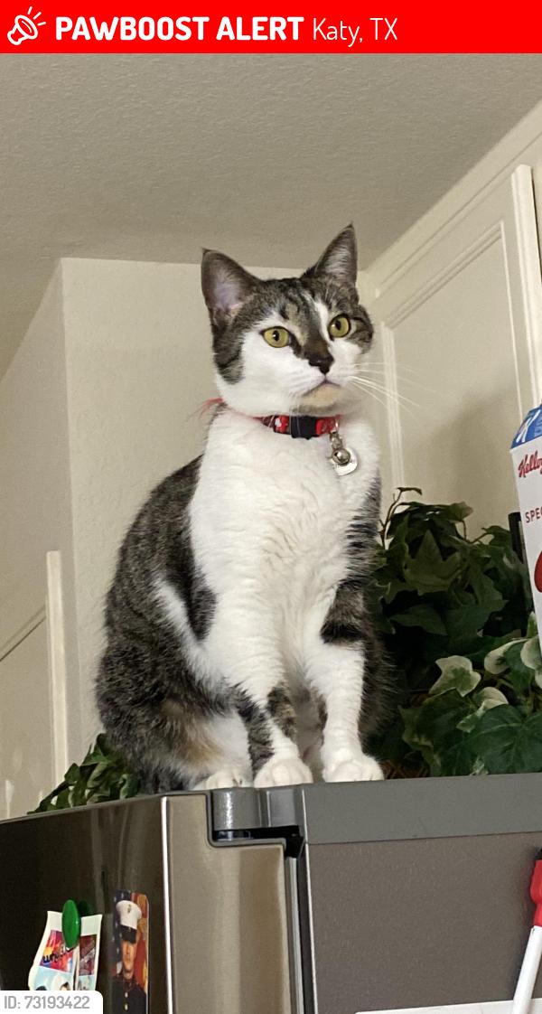 Lost Male Cat last seen Crossmill Lane and Braypark Lane, Katy, TX 77450