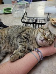 Reunited Female Cat last seen Near Hurstview Dr, Hurst, TX 76053, USA, Hurst, TX 76053