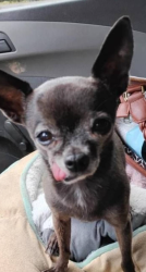 Lost Female Dog last seen Near 1st Ave Sacramento California, Sacramento, CA 95817