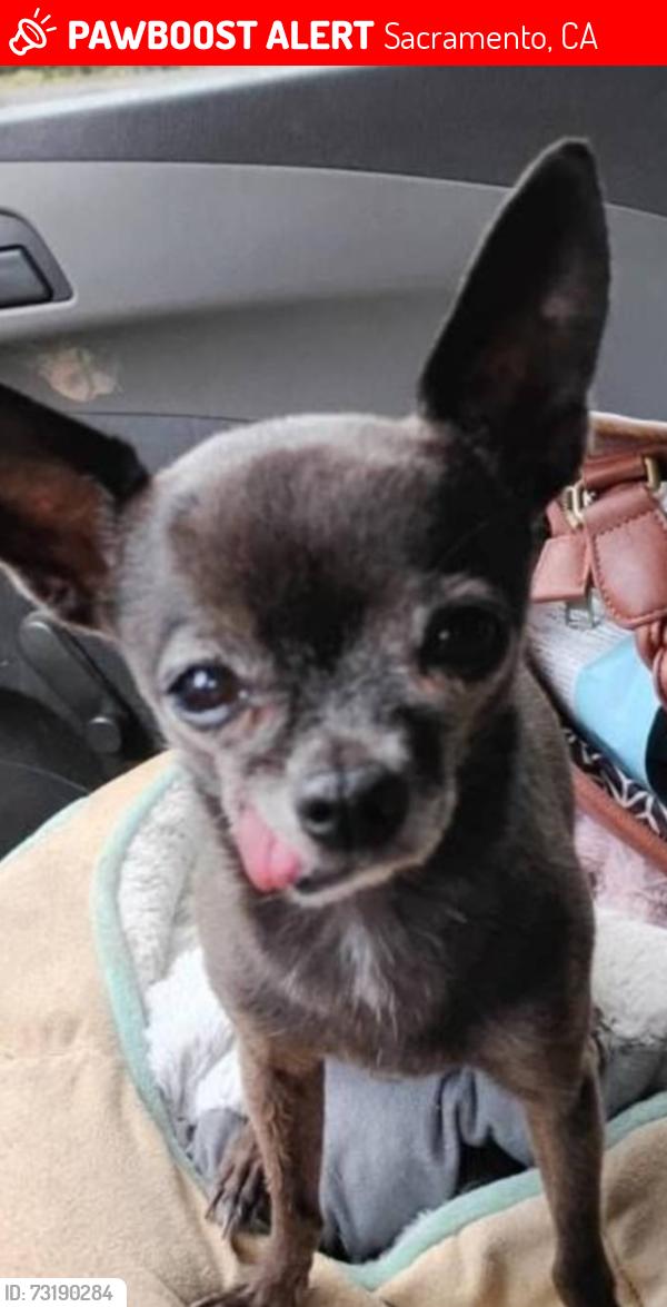 Lost Female Dog last seen Near 1st Ave Sacramento California, Sacramento, CA 95817