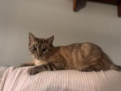 Lost Male Cat last seen york blvd and mt pleasant, Los Angeles, CA 90042