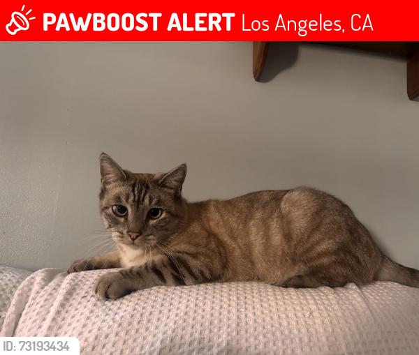Lost Male Cat last seen york blvd and mt pleasant, Los Angeles, CA 90042