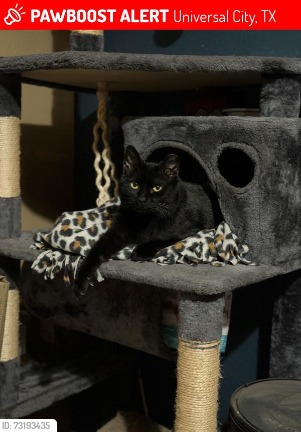 Lost Female Cat last seen Meadowland park, Universal City, TX 78148