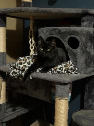 Lost Female Cat last seen Meadowland park, Universal City, TX 78148