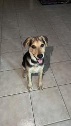 Found/Stray Male Dog last seen Shell Gas Station, San Antonio, TX 78233