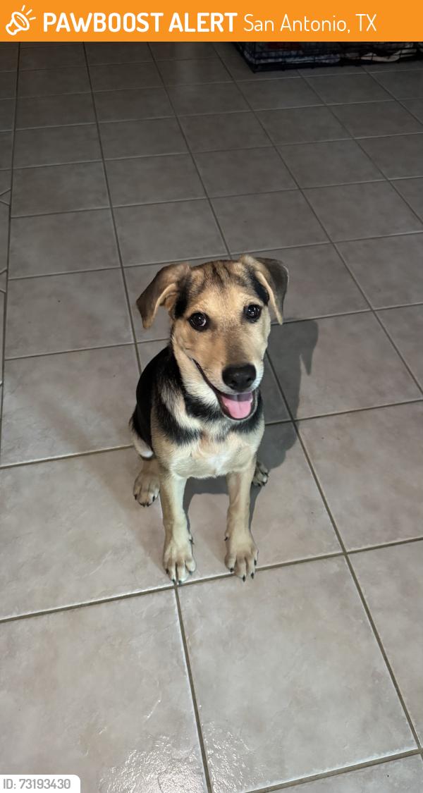 Found/Stray Male Dog last seen Shell Gas Station, San Antonio, TX 78233
