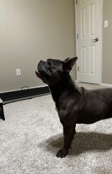 Found/Stray Unknown Dog last seen 111th Aspen and Elm, Broken Arrow, OK 74011