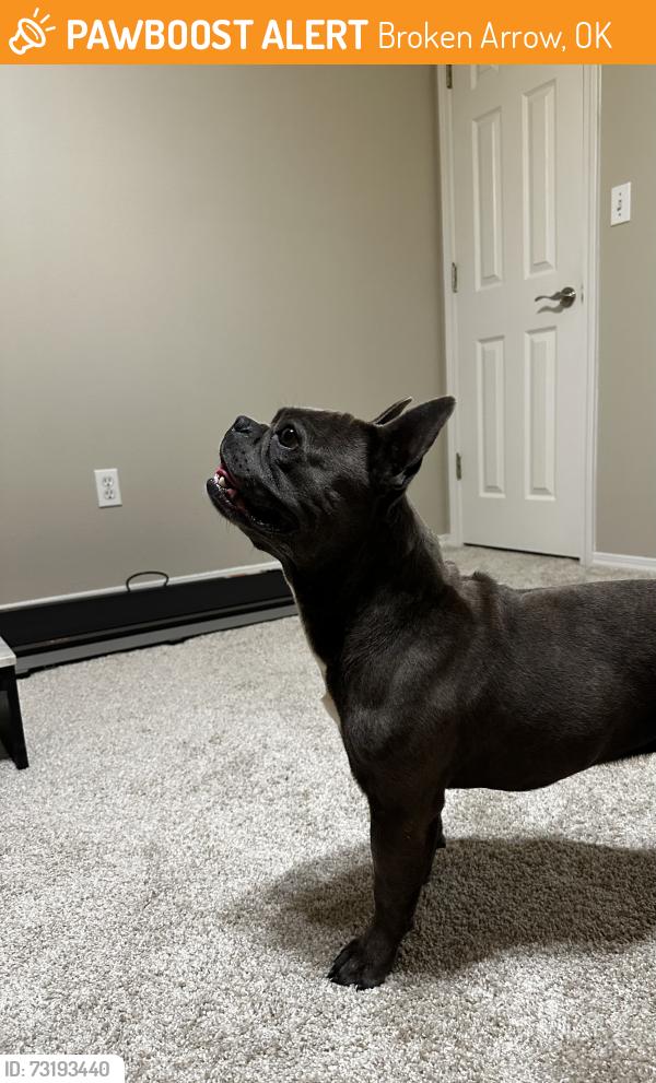 Found/Stray Unknown Dog last seen 111th Aspen and Elm, Broken Arrow, OK 74011