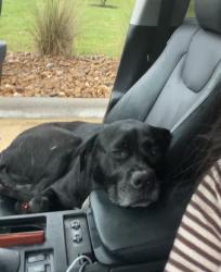 Found/Stray Male Dog last seen Fort Bend Tollway, Houston, TX 77489