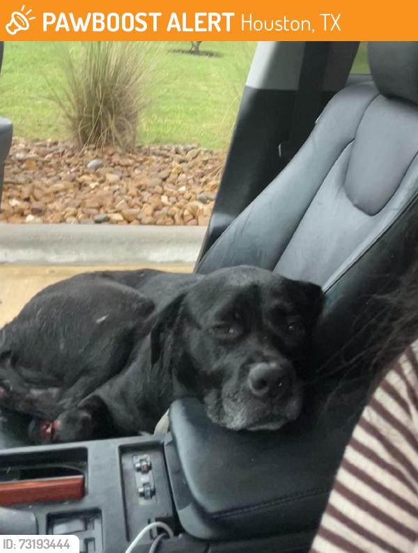 Found/Stray Male Dog last seen Fort Bend Tollway, Houston, TX 77489