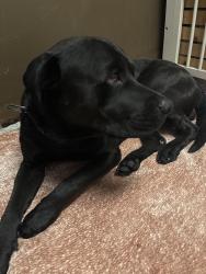 Found/Stray Male Dog last seen Near Lanark St, Canoga Park, CA, Los Angeles, CA 91304