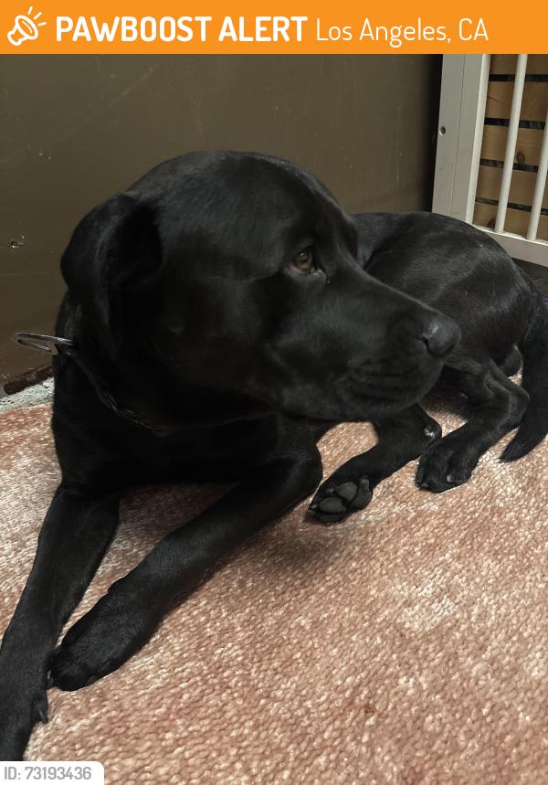 Found/Stray Male Dog last seen Near Lanark St, Canoga Park, CA, Los Angeles, CA 91304