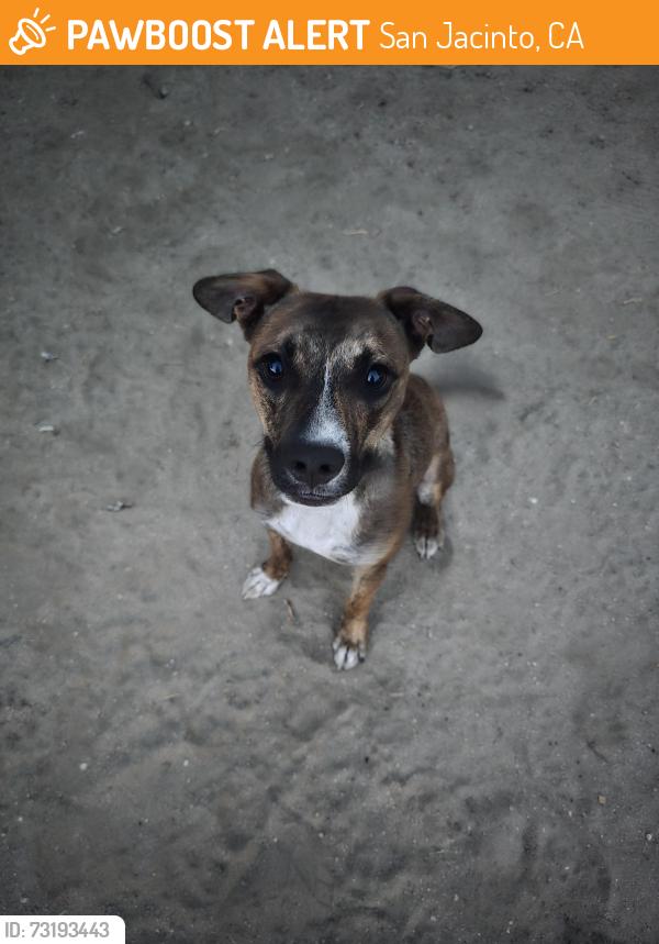 Found/Stray Male Dog last seen Between north and south DS ave, San Jacinto, CA 92583