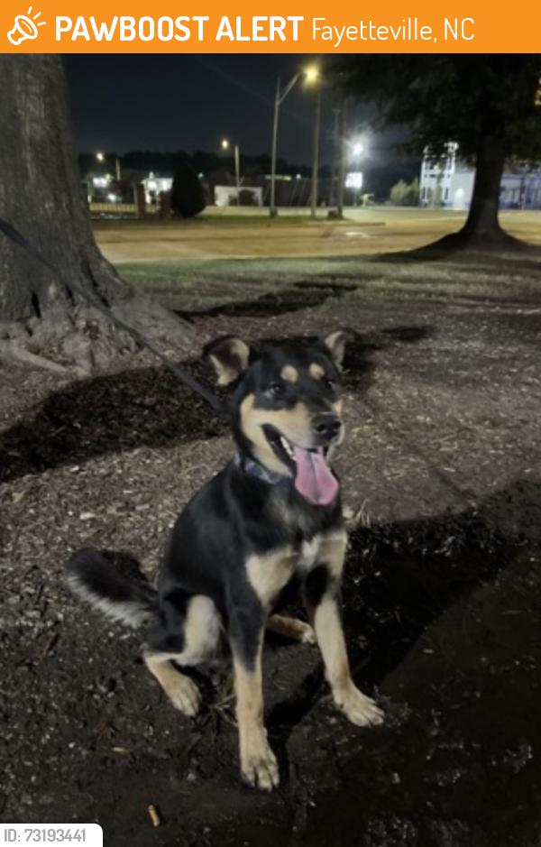Found/Stray Male Dog last seen By the Buffalo Wild Wings, Fayetteville, NC 28314