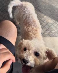 Lost Male Dog last seen Fry st, Norcross, GA 30071