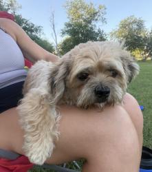 Reunited Female Dog last seen Benelli Drive, New Braunfels, TX 78130