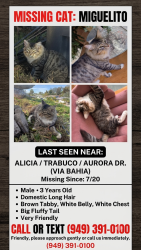 Lost Male Cat last seen Trabuco/alicia/via Bahia, Mission Viejo, CA 92691