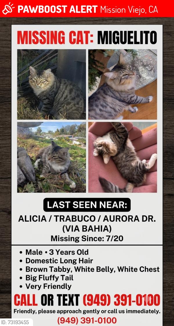 Lost Male Cat last seen Trabuco/alicia/via Bahia, Mission Viejo, CA 92691