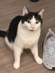 Lost Male Cat last seen Colonial parkway, Katy, TX 77493