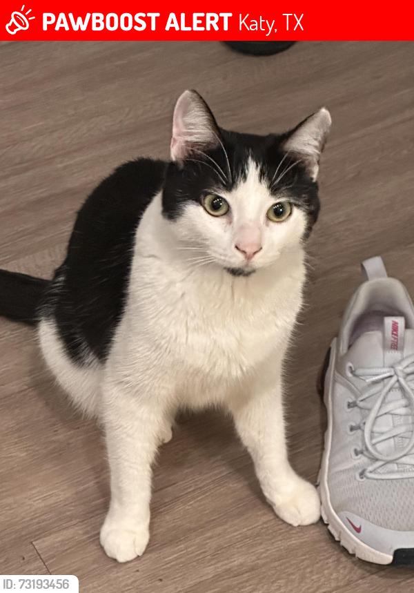 Lost Male Cat last seen Colonial parkway, Katy, TX 77493