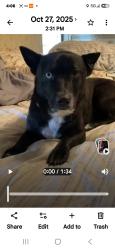 Lost Male Dog last seen Priest rd, Elmendorf, TX 78112
