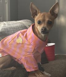 Reunited Male Dog last seen Strickland bridge rd, Fayetteville, NC 28306