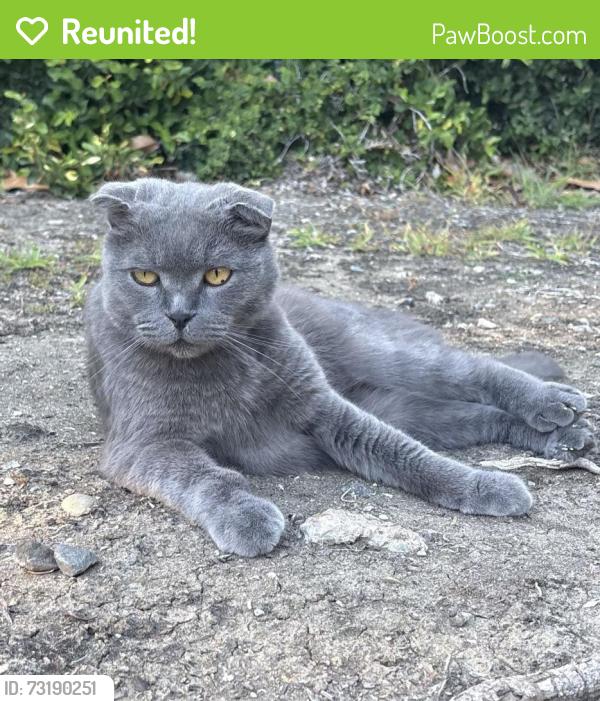 Reunited Male Cat last seen Boswell Court & Burberry Way, Sacramento, CA 95835