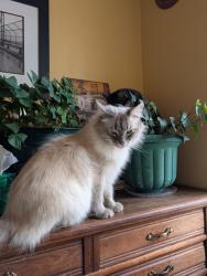 Lost Male Cat last seen Jones St. and St. Cross St., Winnipeg, MB R2W 0C2