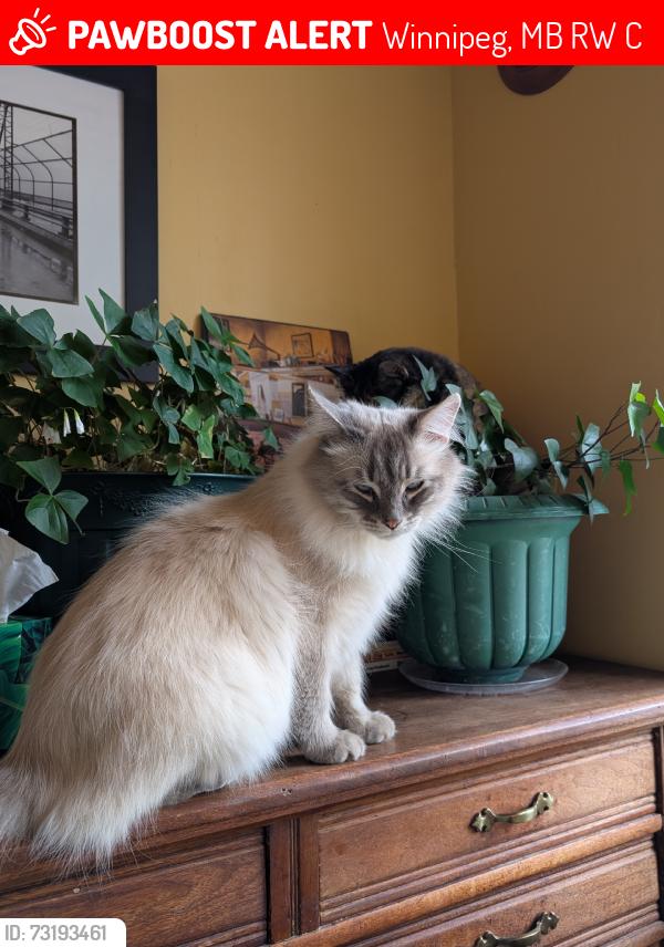 Lost Male Cat last seen Jones St. and St. Cross St., Winnipeg, MB R2W 0C2