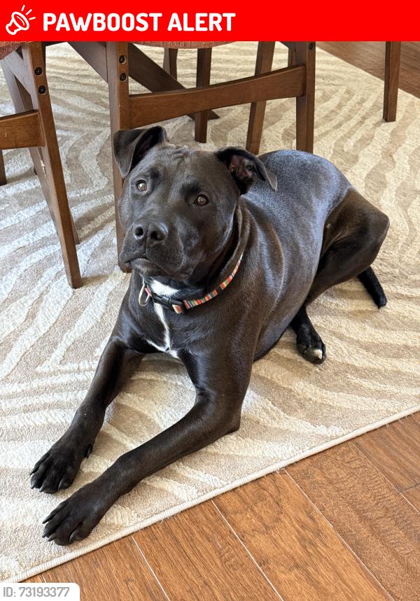 Lost Male Dog last seen Flintlock Run & Hearthstone Way in Cromwell, Morris Township, NJ 07960
