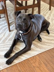 Lost Male Dog last seen Flintlock Run & Hearthstone Way in Cromwell, Morris Township, NJ 07960