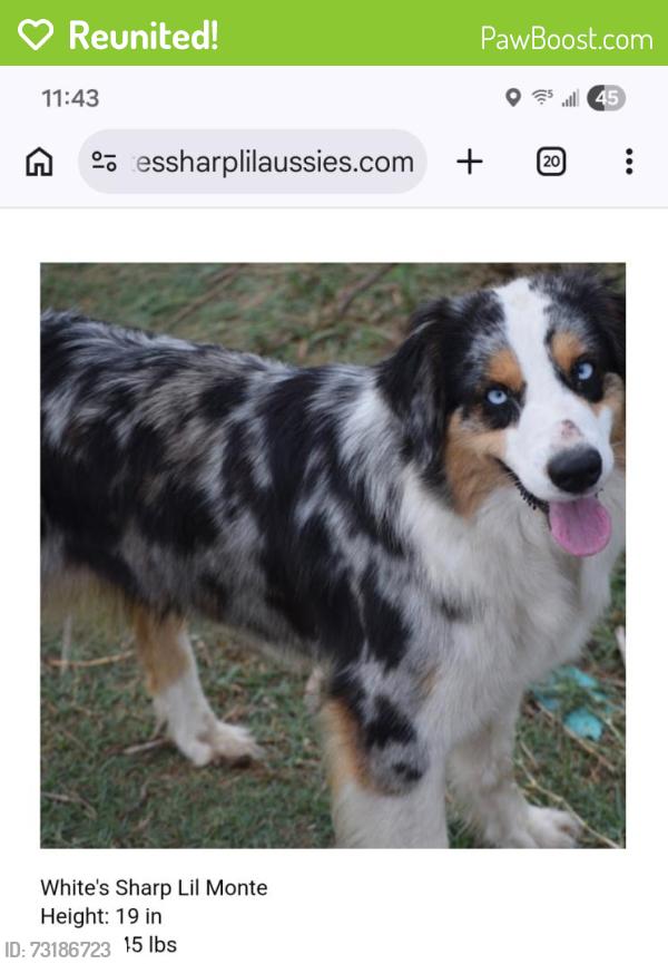 Reunited Female Dog last seen Hammock Moss Dr, Orlando, FL 32820