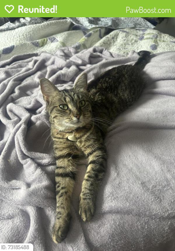 Reunited Female Cat last seen In little Suwannee point neighborhood, Lawrenceville, GA 30043
