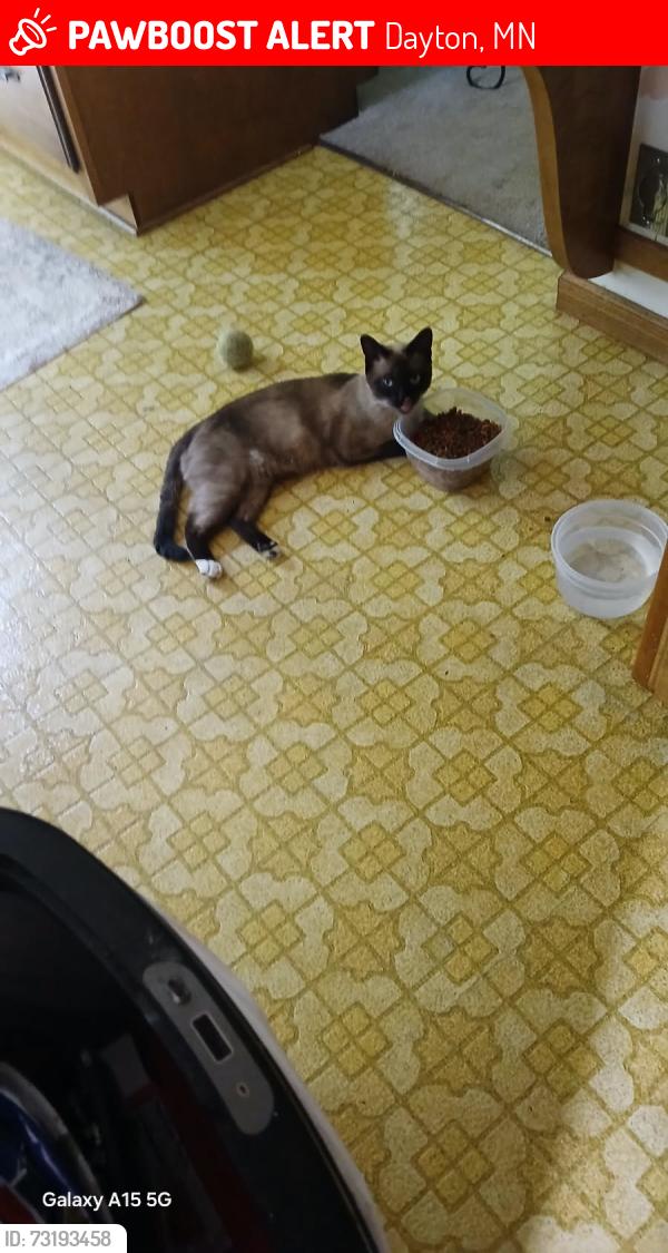 Lost Male Cat last seen Comstock ln n, Dayton, MN 55369