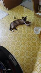Lost Male Cat last seen Comstock ln n, Dayton, MN 55369