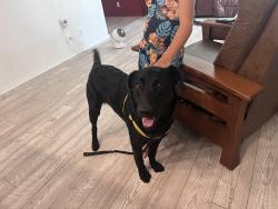 Reunited Male Dog last seen Main Street Denair, Denair, CA 95316