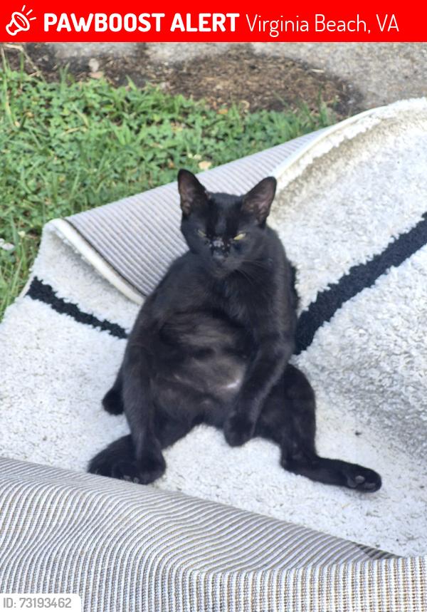 Lost Female Cat last seen NORTHAMPTON BLVD., Virginia Beach, VA 23455