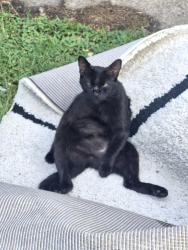 Lost Female Cat last seen NORTHAMPTON BLVD., Virginia Beach, VA 23455