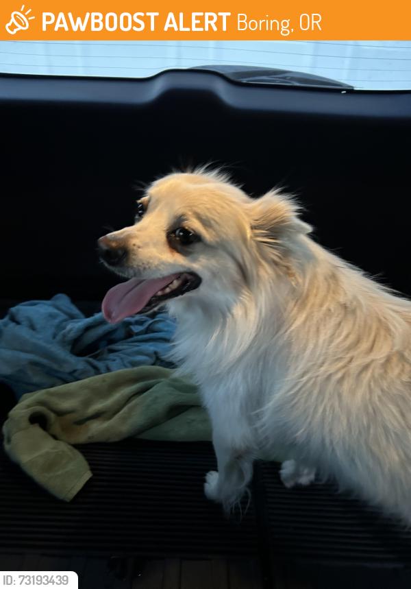 Found/Stray Male Dog last seen Telford rd, Boring, OR 97080