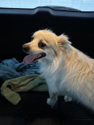 Found/Stray Male Dog last seen Telford rd, Boring, OR 97080