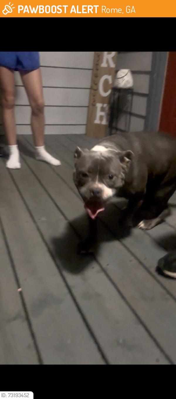 Found/Stray Female Dog last seen Turner chapel riad, Rome, GA 30161