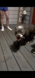 Found/Stray Female Dog last seen Turner chapel riad, Rome, GA 30161