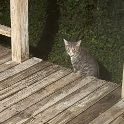 Found/Stray Unknown Cat last seen St Mary’s hosp, Green Bay, WI 54303