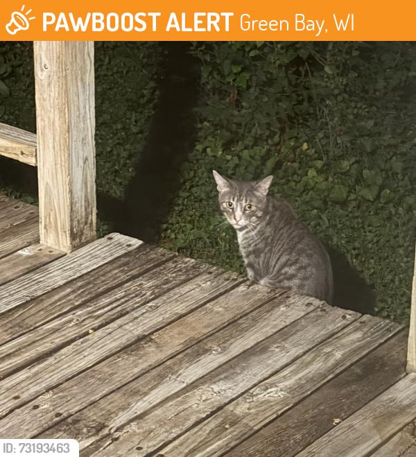 Found/Stray Unknown Cat last seen St Mary’s hosp, Green Bay, WI 54303