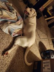 Found/Stray Female Dog last seen S Logan Ave and Las Animas, Colorado Springs, CO 80910