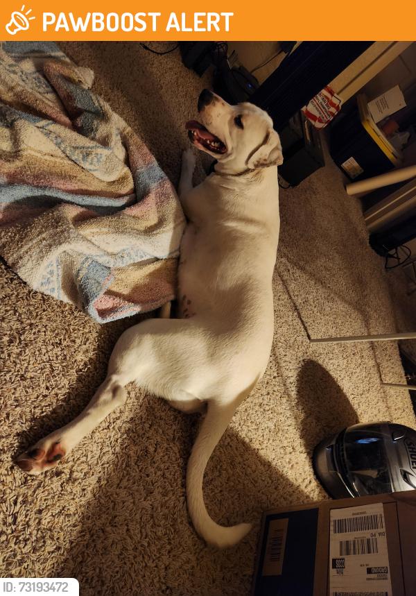 Found/Stray Female Dog last seen S Logan Ave and Las Animas, Colorado Springs, CO 80910