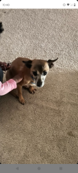 Reunited Male Dog last seen Barker Cypress, Houston, TX 77084