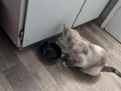 Reunited Female Cat last seen Electric street and hocken, Beaverton, OR 97005